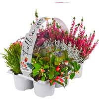 Herbstpflanzenmix 'Fall in Love' 6er-Tray