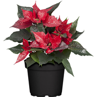 toom Fairtrade Weihnachtsstern rot mit silber Glitter 13 cm Topf
