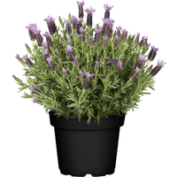 toom Schopflavendel 17 cm Topf