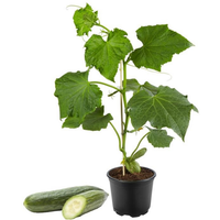 toom Mini-Snack-Gurke veredelt Citaro® 12 cm Topf