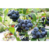 naturtalent by toom Naturtalent by toom® Bio Heidelbeere 'Bluecorp', Busch 19 cm Topf