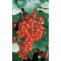 naturtalent by toom Naturtalent by toom® Bio Johannisbeere 'Jonkherr v. Tets', Busch 19 cm Topf