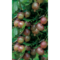 naturtalent by toom Naturtalent by toom® Bio Stachelbeere 'Hinnonmäki rot', Halbstamm 19 cm Topf