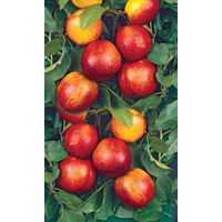 naturtalent by toom Naturtalent by toom® Bio Nektarine, Busch 25 cm Topf