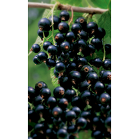 naturtalent by toom Naturtalent by toom® Bio Johannisbeere 'Rosenthal', Halbstamm 19 cm Topf