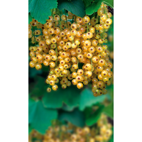 naturtalent by toom Naturtalent by toom® Bio Johannisbeere 'Weiße Versailler', Halbstamm 19 cm Topf