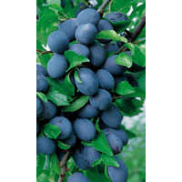 naturtalent by toom Naturtalent by toom® Bio Pflaume 'Hauszwetschge', Busch 25 cm Topf