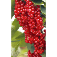 naturtalent by toom Naturtalent by toom® Bio Johannisbeere 'Rovada', Busch 19 cm Topf