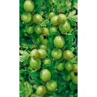 naturtalent by toom Naturtalent by toom® Bio Stachelbeere 'Invicta', Halbstamm 19 cm Topf