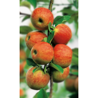 naturtalent by toom Naturtalent by toom® Bio Apfel 'Elstar', Busch 25 cm Topf