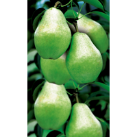 naturtalent by toom Naturtalent by toom® Bio Birne 'Williams Christ', Busch 25 cm Topf