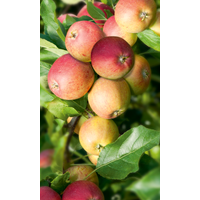 naturtalent by toom Naturtalent by toom® Bio Apfelbusch 'Gala', Busch 25 cm Topf