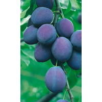 naturtalent by toom Naturtalent by toom® Bio Pflaume 'President', Busch 25 cm Topf