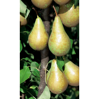 naturtalent by toom Naturtalent by toom® Bio Birne 'Conference', Busch 25 cm Topf