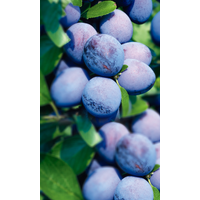 naturtalent by toom Naturtalent by toom® Bio Pflaume 'Wangenheim', Busch 25 cm Topf