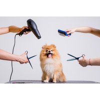Online Dog Grooming, Bathing & First Aid Course - Academy for Health & Fitness | Wowcher