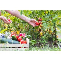 Online Vegetable Gardening Course with CPD Certification | Wowcher