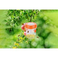 Outdoor Solar Power Wasp Traps