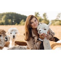 2-Hour Family Alpaca Experience for Four at Pennybridge Alpacas, Hampshire | Wowcher