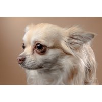Pet Photoshoot - One Hour - Including Two 8" x 10" Prints | Things To Do