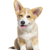 Dog Wellness & Care Online Course - Academy for Health and Fitness | Wowcher