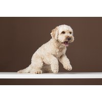 Pet Photoshoot - 7″x5″ Framed Picture - Two Front Teeth | Wowcher