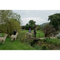 Alpaca Trekking Experience for One or Two at Charnwood Forest Alpacas - 60-Minute Walk | Things To Do