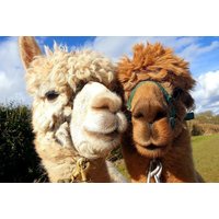 Alpaca Trekking Experience for One or Two at Charnwood Forest Alpacas - 60-Minute Walk | Wowcher