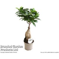 Ficus Ginseng Bonsai Tree - Indoor Evergreen, 20cm, Compact Zen Plant | Wowcher