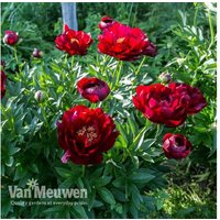 Peony 'Buckeye Belle' - 2 or 4 Plants | Wowcher