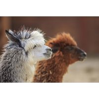 Entry to Charnwood Alpacas Petting Farm for Two or Family - Includes Drink & Cake Option | Things To Do