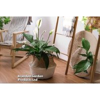 Peace Lily (Spathiphyllum 'Sweet Silvio') - Air-Purifying Indoor Houseplant, 12cm Pot | Wowcher