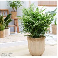 Large Parlour Palm (Chamaedorea elegans) Houseplant - Air-Purifying, Low Maintenance, 250cm Max Height | Wowcher