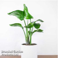 White Bird of Paradise Plant - Strelitzia Nicolai, Indoor Tropical, 1 or 2 Pack | Wowcher