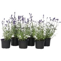 English Lavender Plants - Set of 6 Fragrant Perennial Shrubs, 10-15cm | Wowcher