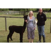 2-Hour Alpaca Meet & Greet Walking Experience for 4 - Pennybridge Alpacas | Things To Do