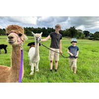 60 Min Alpaca Meet and Greet Experience - Stormcloud Alpacas, Strathaven - 12 Months Validity | Wowcher