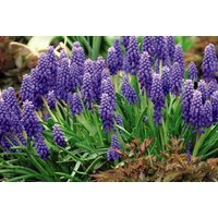 Spring Flowering Bulb Saver Collection - Mixed Perennial Bulbs, 100 or 200 Pack | Wowcher