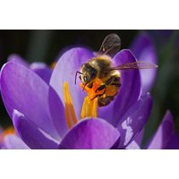 Autumn Flowering Bulb Mix - 100 or 200 Hardy Spring Bulbs | Wowcher