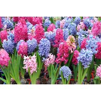 Mixed Hyacinth Bulbs - Fragrant Spring Flowering, Compact Hardy Perennial | Wowcher