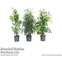 Large Ficus Houseplant Mix - Air-Purifying Indoor Trees, 17cm Pots | Wowcher