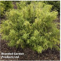 Evergreen Umbrella Bamboo (Fargesia rufa) - Hardy Clumping Plant, Up to 3m | Wowcher