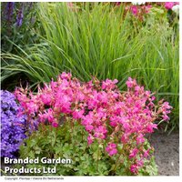 Geranium 'Intense' Perennial - Neon Pink Flowering Ground Cover, 25cm | Wowcher