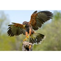 Golden Eagle Hunt Day Experience - Lincolnshire Hawk Walks | Things To Do