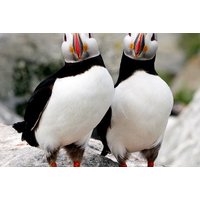 2 or 4 Hour Jurassic Coast Birdwatching Cruise, Poole | Things To Do
