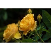 Patio Standard Rose Tree Collection - Compact, Flowering Miniature Roses | Wowcher