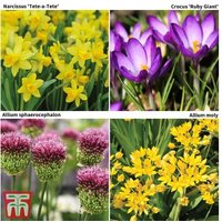 200 Mixed Spring Flowering Bulbs - Allium, Narcissus, Crocus Collection | Wowcher