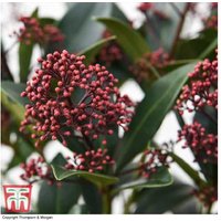 Skimmia japonica 'Rubella' Evergreen Flowering Shrub - 1, 2 or 3 Plants | Wowcher