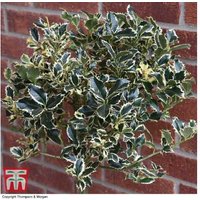 Holly 'Argentea Marginata' Evergreen Trees - Silver-Edged Foliage, Wildlife Friendly | Wowcher
