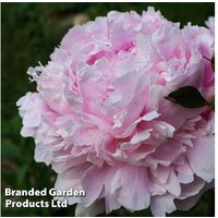 Peony 'Dinner Plate' Perennial - Shell-Pink Flowering Plant, 1 or 3 Pack | Wowcher